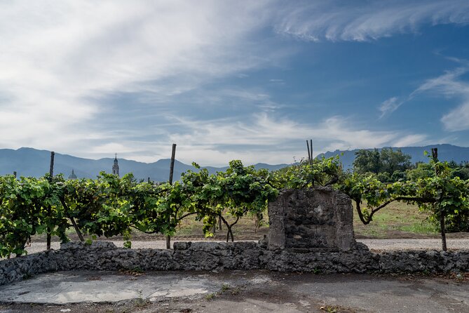 Pompeii Vineyard Escape: Private Wine Tasting & Lunch - 3-course lunch at the heart of the afternoon