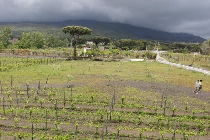 Pompeii & Wine Tasting: Private Day Tour from Naples - The Sum Up