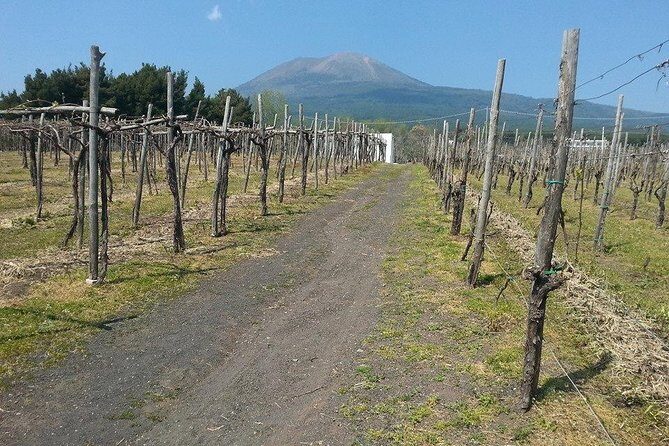Pompeii-Wine tasting tour from Sorrento, licensed guide included - Why This Tour Stands Out