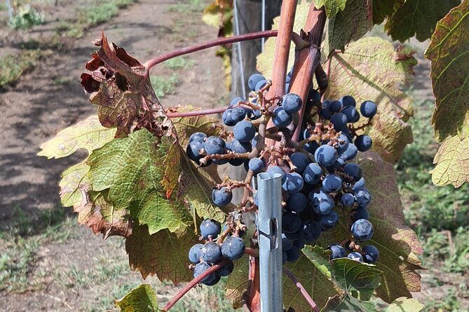 Pompeii & Wine Tour from Sorrento (tickets & lunch not included) - What the Tour Entails: A Closer Look