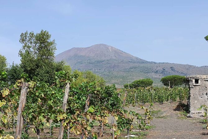 Pompeii & Wine Tour from Sorrento (tickets & lunch not included) - Drawbacks and Considerations