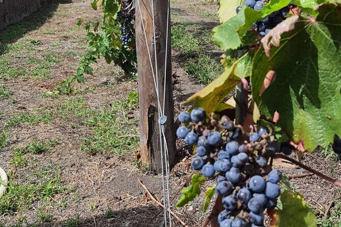 Pompeii & Wine Tour from Sorrento (tickets & lunch not included) - Who Should Consider This Tour?