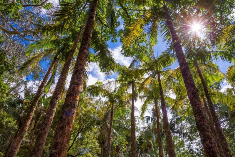 Ponta Delgada: Full-Day Van Tour to Furnas Valley - Exploring Furnas Lake and Geothermal Activity