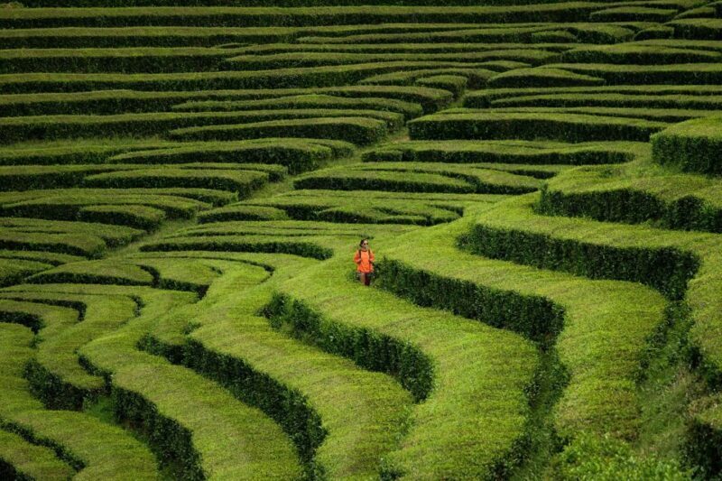 Ponta Delgada: Full-Day Van Tour to Furnas Valley - Lunch at a Local Spot: The "Cozido" Experience