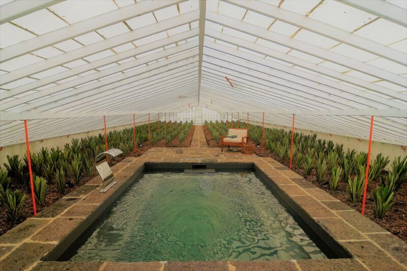 Ponta Delgada: Greenhouse Hot Tube with Pineapple Tour - What Do Guests Say?