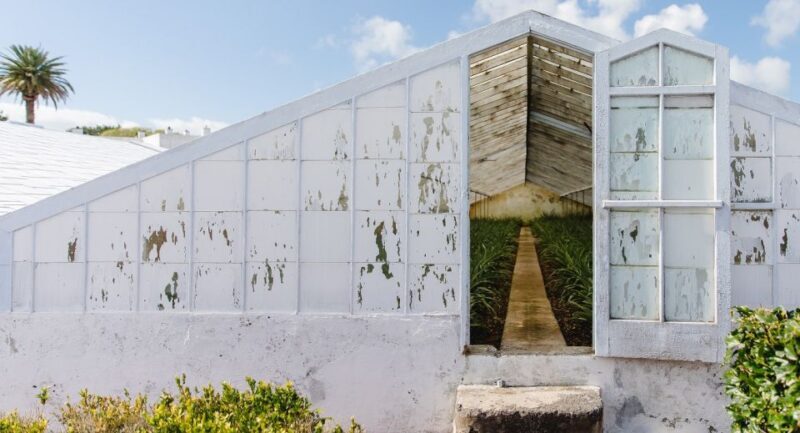 Ponta Delgada: Pineapple wine tasting and pineapple tour - What to Expect from the Tour