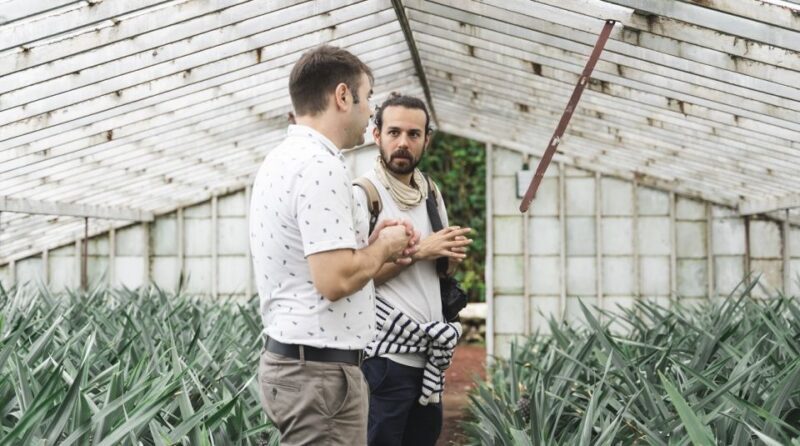 Ponta Delgada: Pineapple wine tasting and pineapple tour - FAQ About the Pineapple Tour