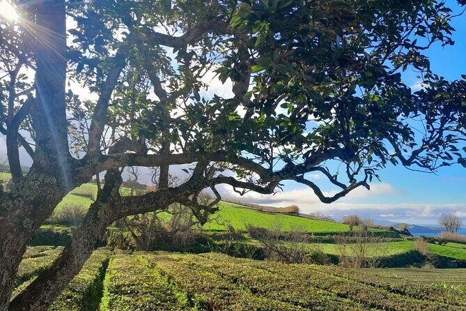 Ponta Delgada: Seven Cities & Furnas Volcano Shore Excursion Tour - Final Thoughts