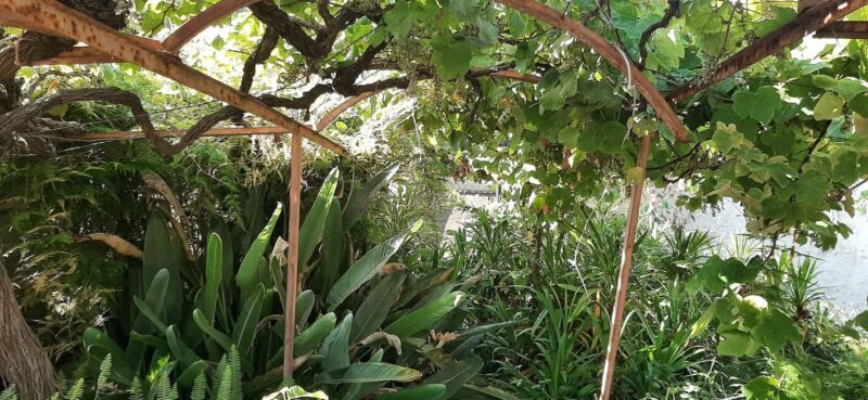 Ponta do Sol: Guided tour of the banana plantations by a local - Key Points