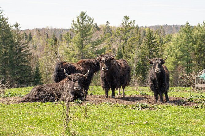 Pontiac Farm Tour - Day Trip From Ottawa & Gatineau - The Experience in Context