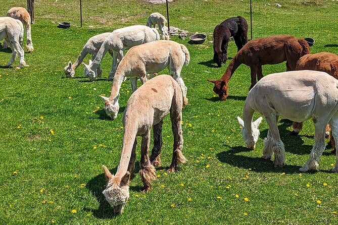 Pontiac Farm Tour - Day Trip From Ottawa & Gatineau - FAQ