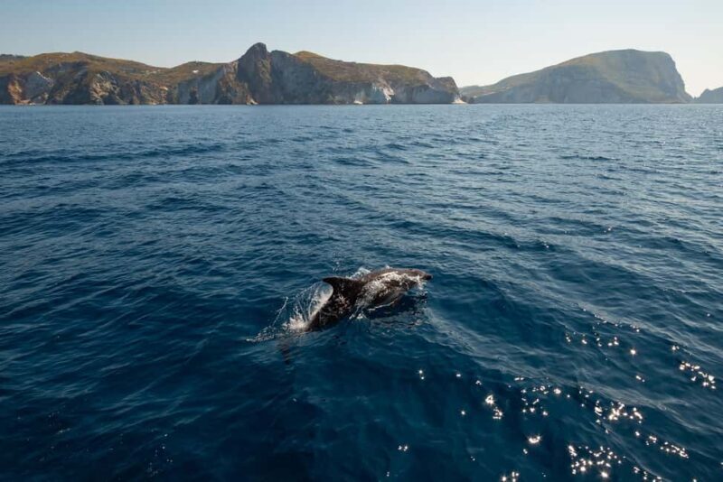 Ponza: Palmarola & Ponza Island Cruise with Swimming & Lunch - Is the Price Worth It?