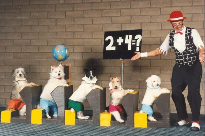 Popovich Comedy Pet Theater in Las Vegas - What to Expect from the Popovich Comedy Pet Theater