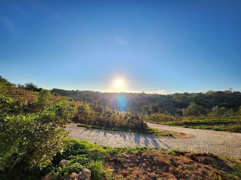 Porches: Algarve Vineyard Tour and Wine Tasting Experience - Exploring the Algarve Vineyard Tour: What’s on Offer