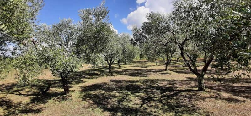 Pore: Olive Grove Walk and Tasting with Local Products - What Travelers Say