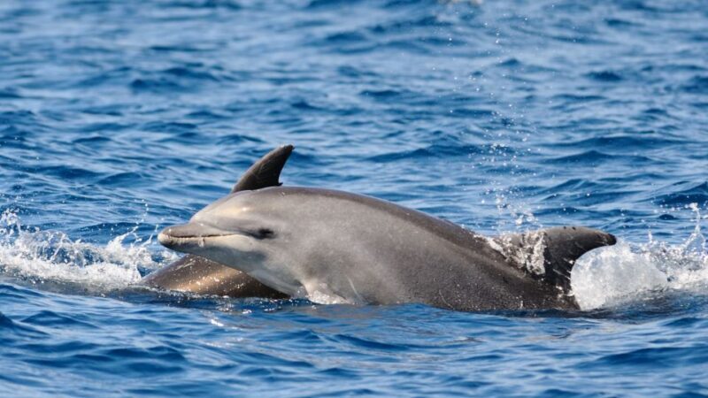 Pore: Private Snorkeling Tour with Dolphin-Watching - Who Will Love This Tour?