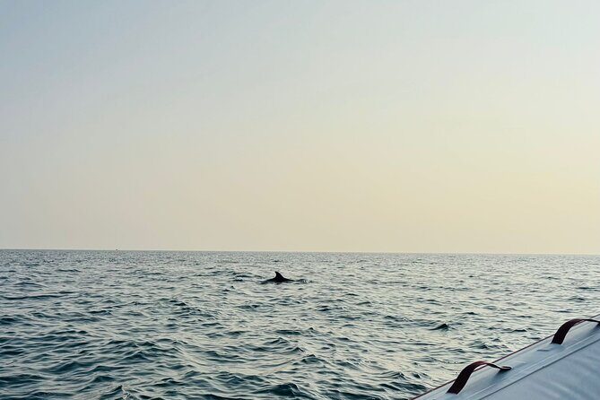 Porec Sunset Shared Cruise on Speedboat with Dolphin Sightseeing - Who This Tour Is Best For
