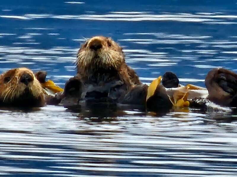 Port Alice: Sea Otter and Wildlife Watching Boat Tour - Exploring the Tour in Detail