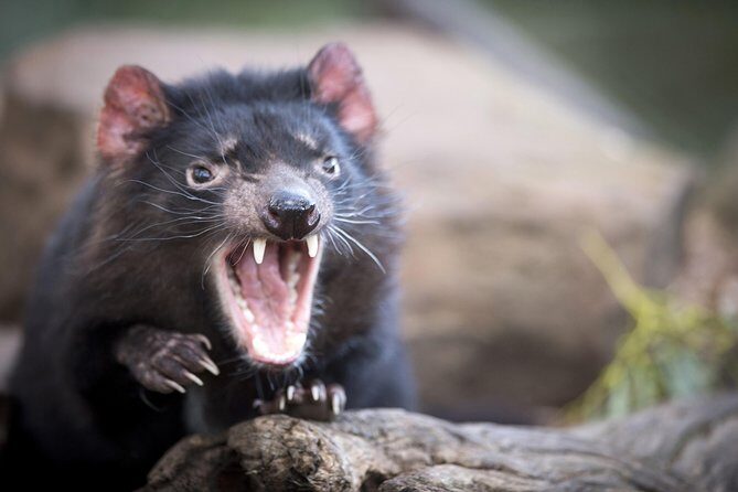 Port Arthur, Richmond and Tassie Devils Active Tour from Hobart - An Honest Look at the Tour Itinerary and Experience