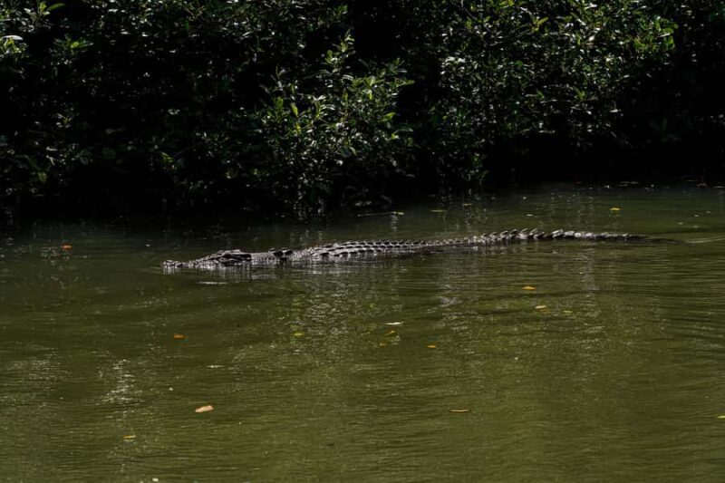 Port Douglas: Afternoon Daintree Tour w/ Wildlife Cruise - Final Thoughts: Is This Tour Worth It?