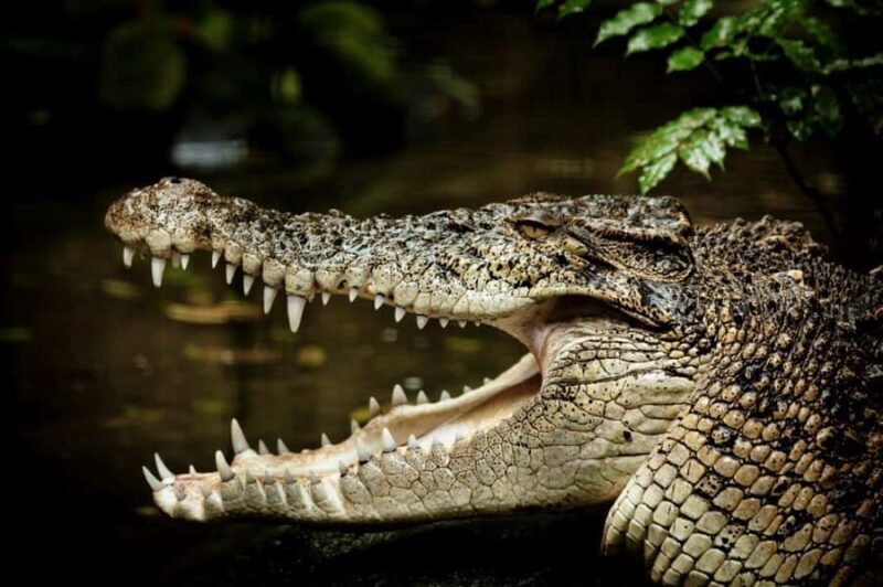 Port Douglas: Daintree Rainforest and Mossman Gorge Tour - Key Points