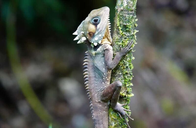 Port Douglas: Daintree Rainforest and Mossman Gorge Tour - Guided Rainforest Walks and Discoveries