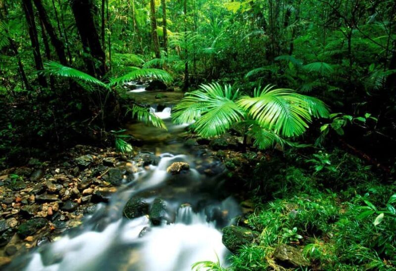 Port Douglas: Daintree Rainforest and Mossman Gorge Tour - What Travelers Say