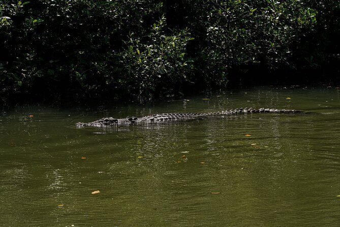 Port Douglas & Daintree Tour for Cruise Ship Passenger - Wrapping It Up