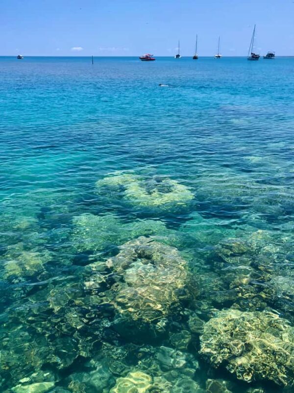 Port Douglas: Half-Day Low Island and Lagoon Snorkeling Tour - The Real Travel Experience: What Travelers Say