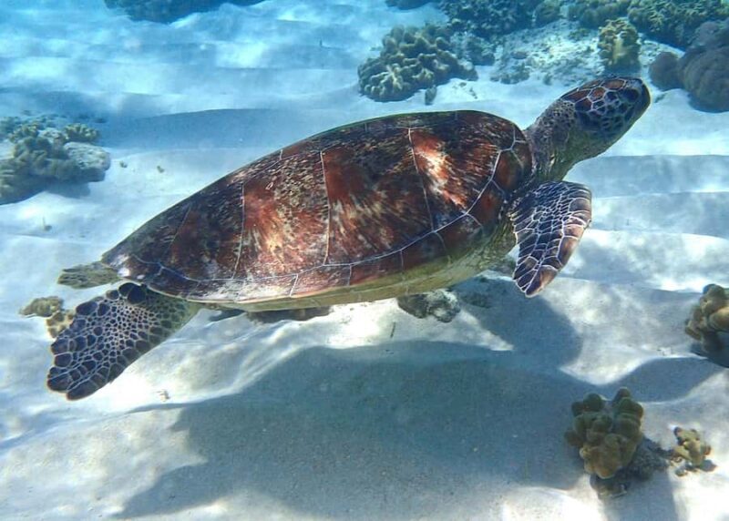 Port Douglas: Low Isles Afternoon Cruise on Luxury Catamaran - Key Points