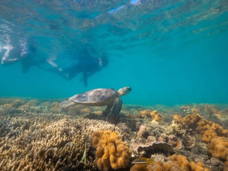 Port Douglas: Low Isles Glass Bottom Boat & Snorkeling Tour - Cost and Value