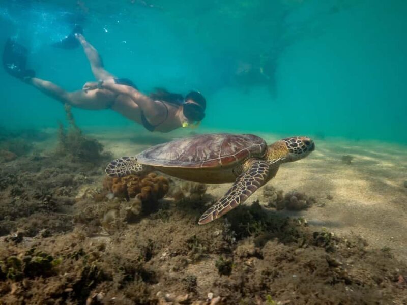 Port Douglas: Low Isles Glass Bottom Boat & Snorkeling Tour - Who Is This Tour Best For?