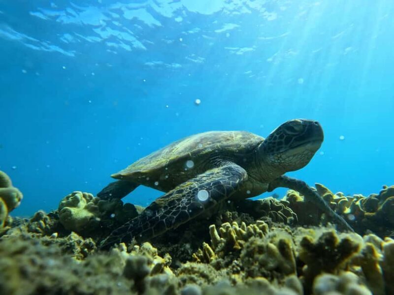 Port Douglas: Low Isles Reef Snorkeling Tour - Key Points