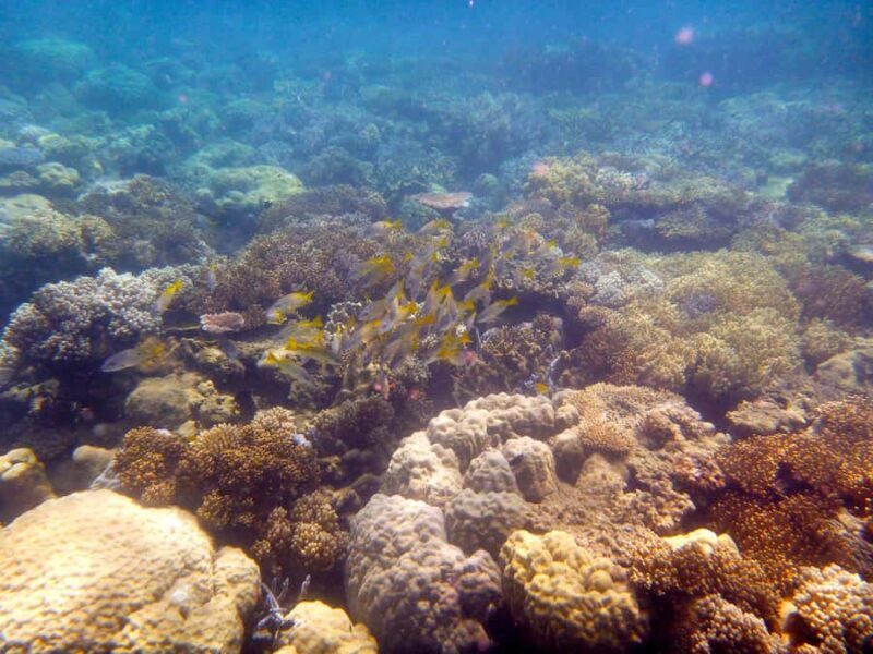 Port Douglas: Low Isles Reef Snorkeling Tour - The Downsides and Considerations