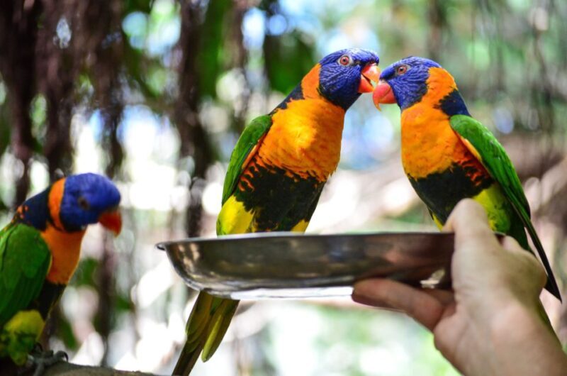 Port Douglas: Wildlife Habitat Entrance Ticket - Who Will Love This Tour?