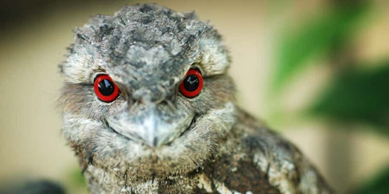 Port Douglas: Wildlife Habitat Entrance Ticket - Final Thoughts