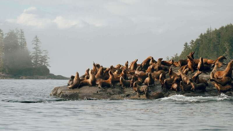 Port Hardy: Sea Otter and Whale Watching - Key Points