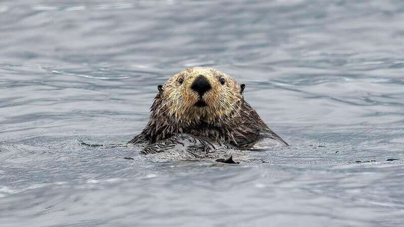 Port Hardy: Sea Otter and Whale Watching - A Closer Look at the Tour Experience
