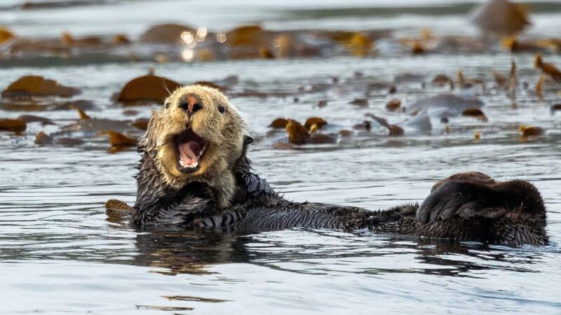 Port Hardy: Sea Otter and Whale Watching - FAQ