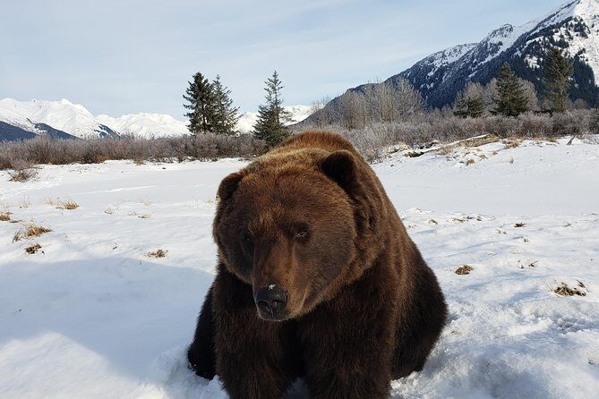Port Homer Day Tour Wilderness, Wildlife and Beach Experience - Who Should Book This Tour?