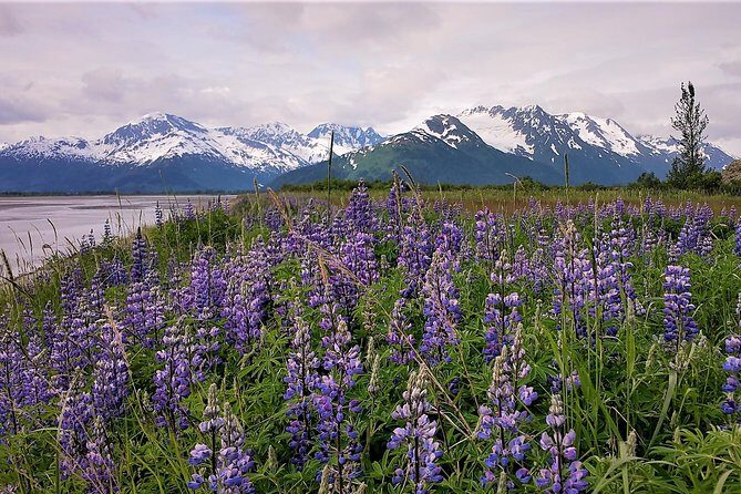 Port Homer Day Tour Wilderness, Wildlife and Beach Experience - Final Thoughts