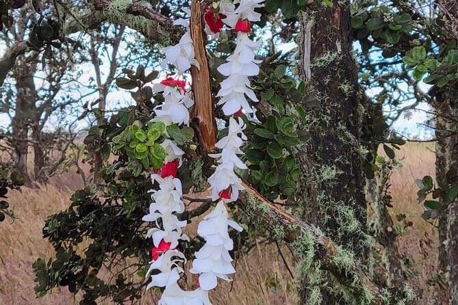 Port of Hilo to Volcano Tour - Value and Cost Analysis