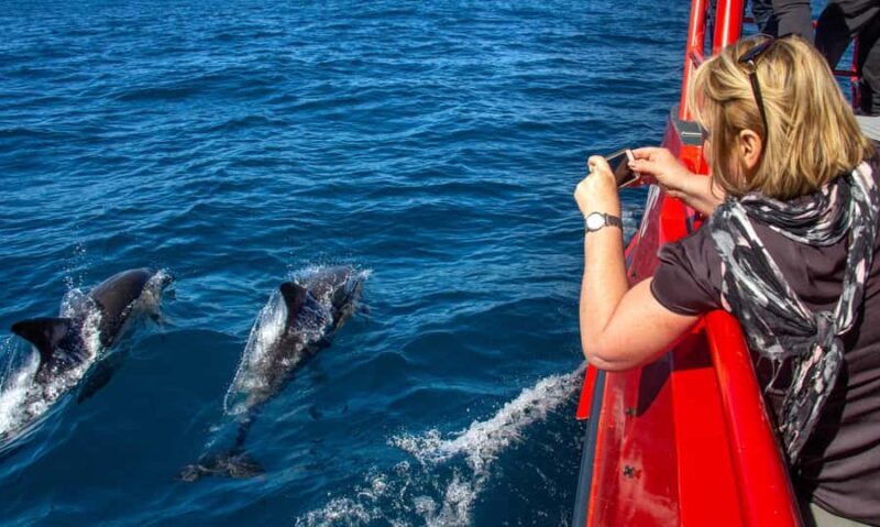 Port Stephens: 1hr Dolphin Watch Express - What to Expect from the 1hr Dolphin Watch Express