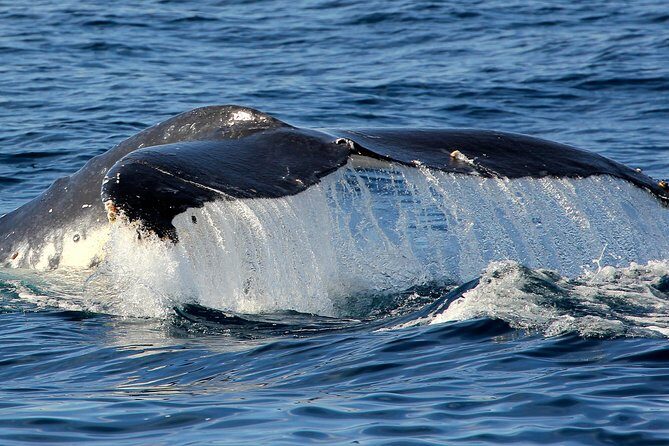 Port Stephens 3 Hour Whale and Dolphin Watch Cruise - Meeting Details and Practical Info