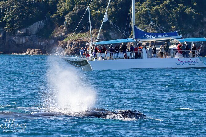 Port Stephens 3 Hour Whale and Dolphin Watch Cruise - The Value of This Experience