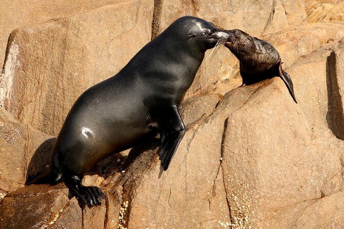 Port Stephens 3 Hour Whale and Dolphin Watch Cruise - Who Is This Tour Best For?