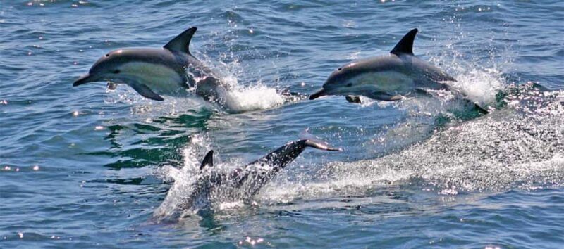 Port Stephens: Dolphin Cruise, Lunch, Koalas & Sandboarding - Final Thoughts: Who Should Consider This Tour?