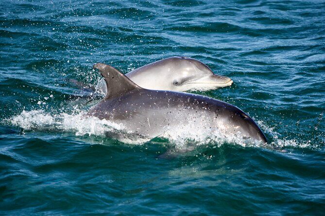 Port Stephens: Dolphin Discovery Cruise - The Experience in Detail