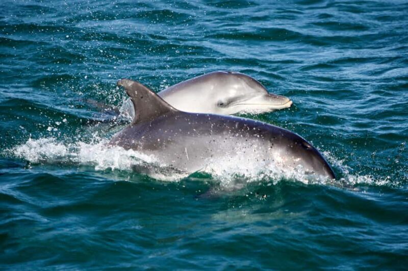 Port Stephens: Dolphin Watch Cruise with Swimming and Slides - The Itinerary and What to Expect