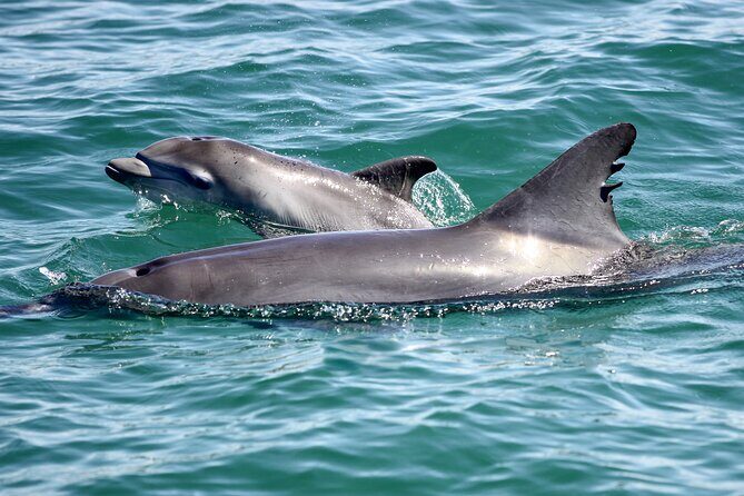 Port Stephens: Dolphin Watch Eco Adventure - The Experience in Detail
